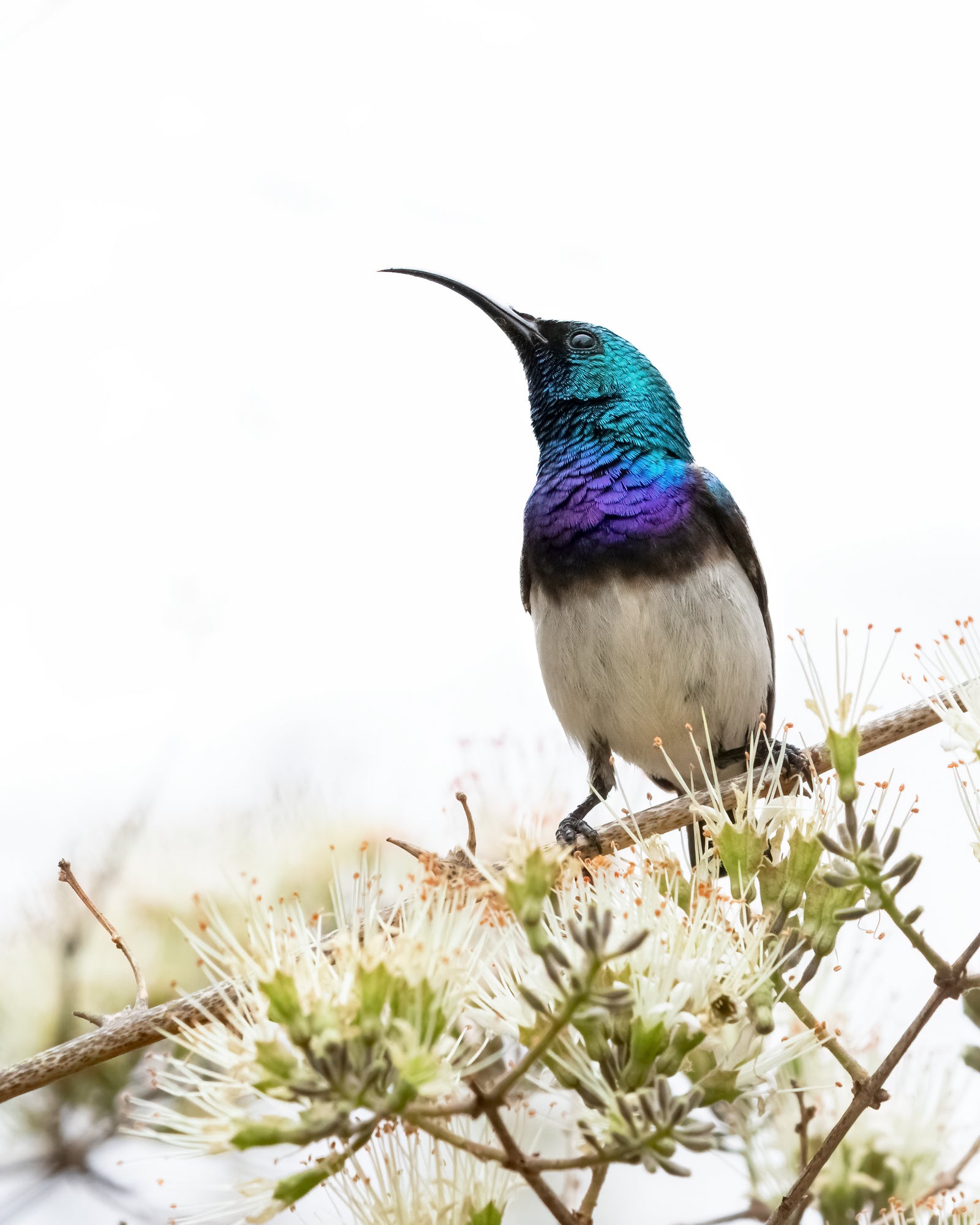 Iridescence