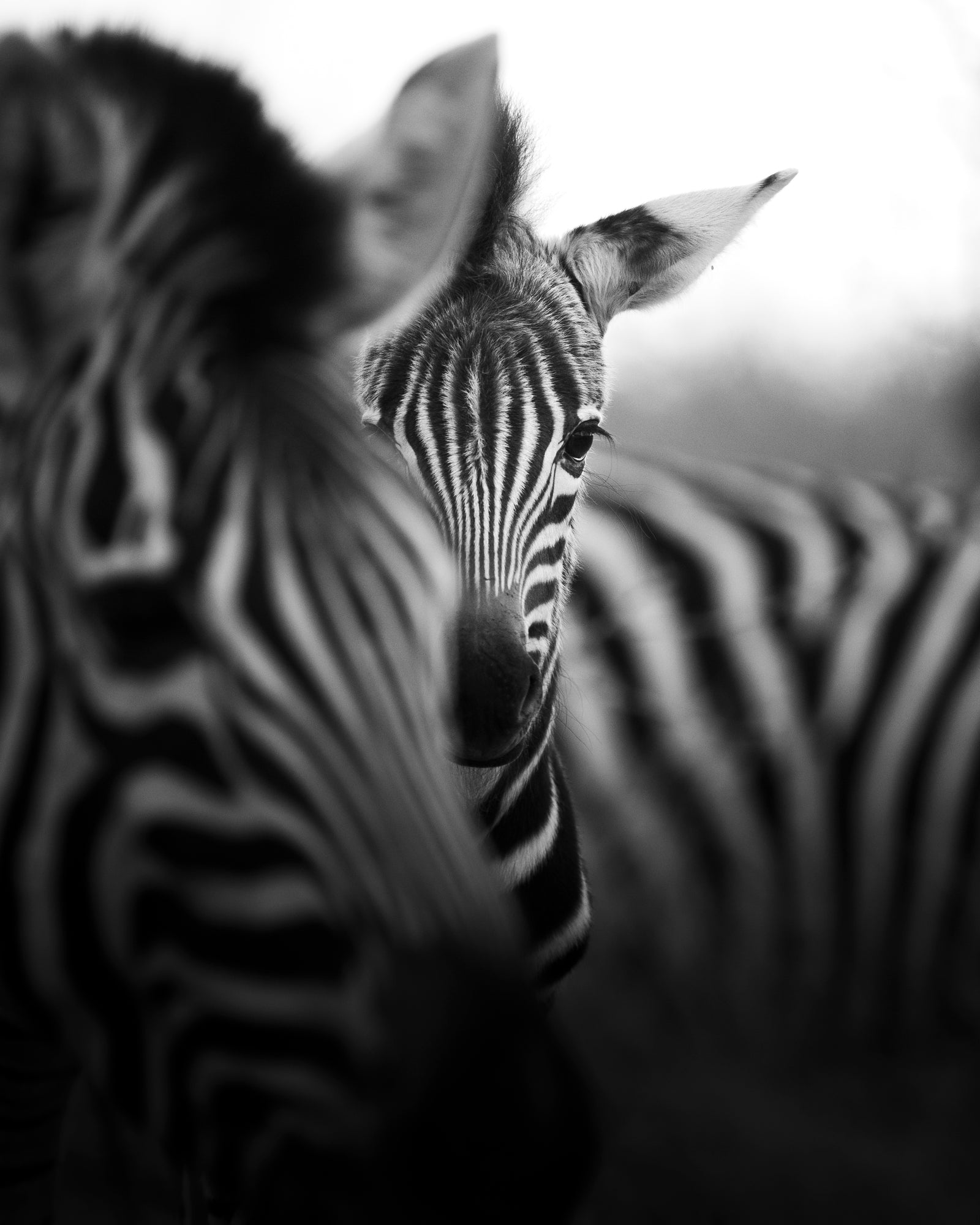 Foal