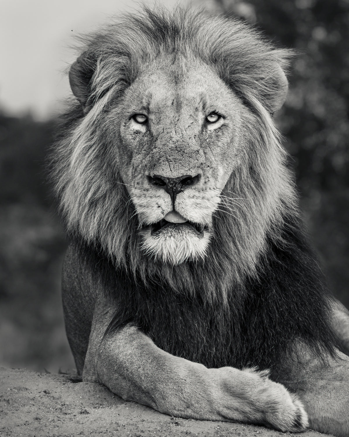 A Fallen King