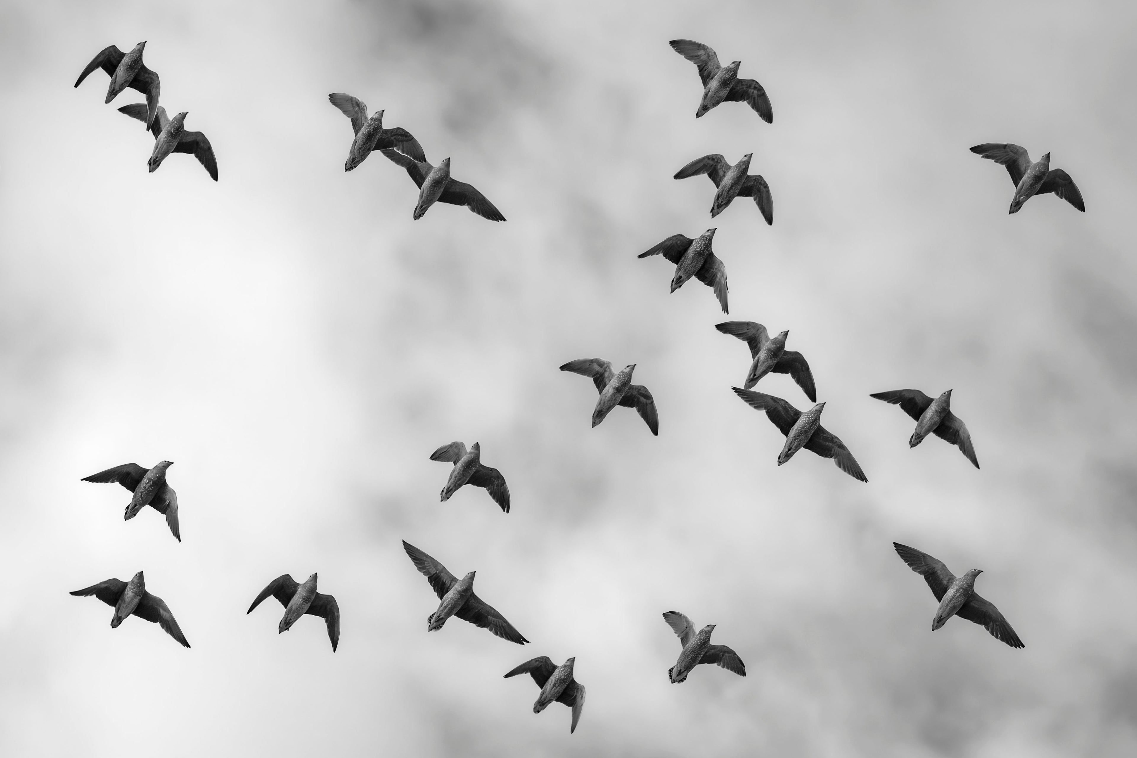 Birds in the sky