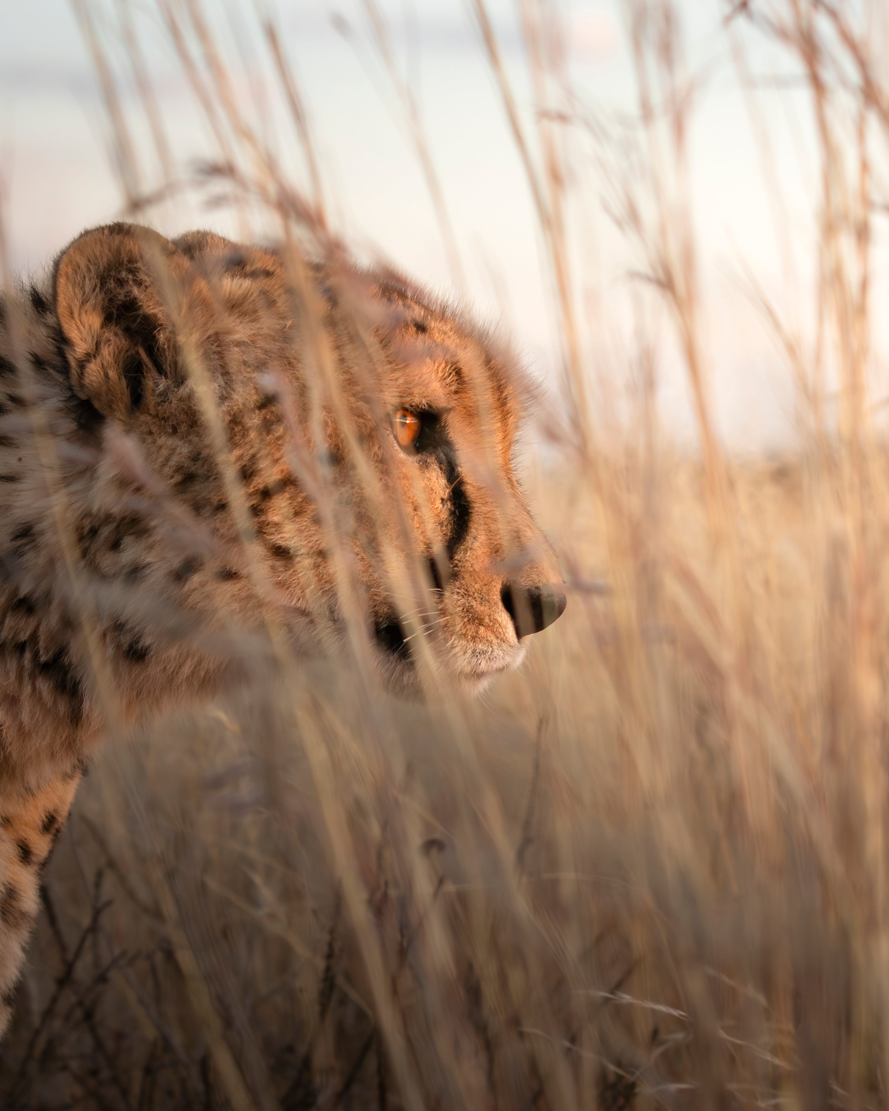 Whispers of the Wild — cheetah in golden grass
