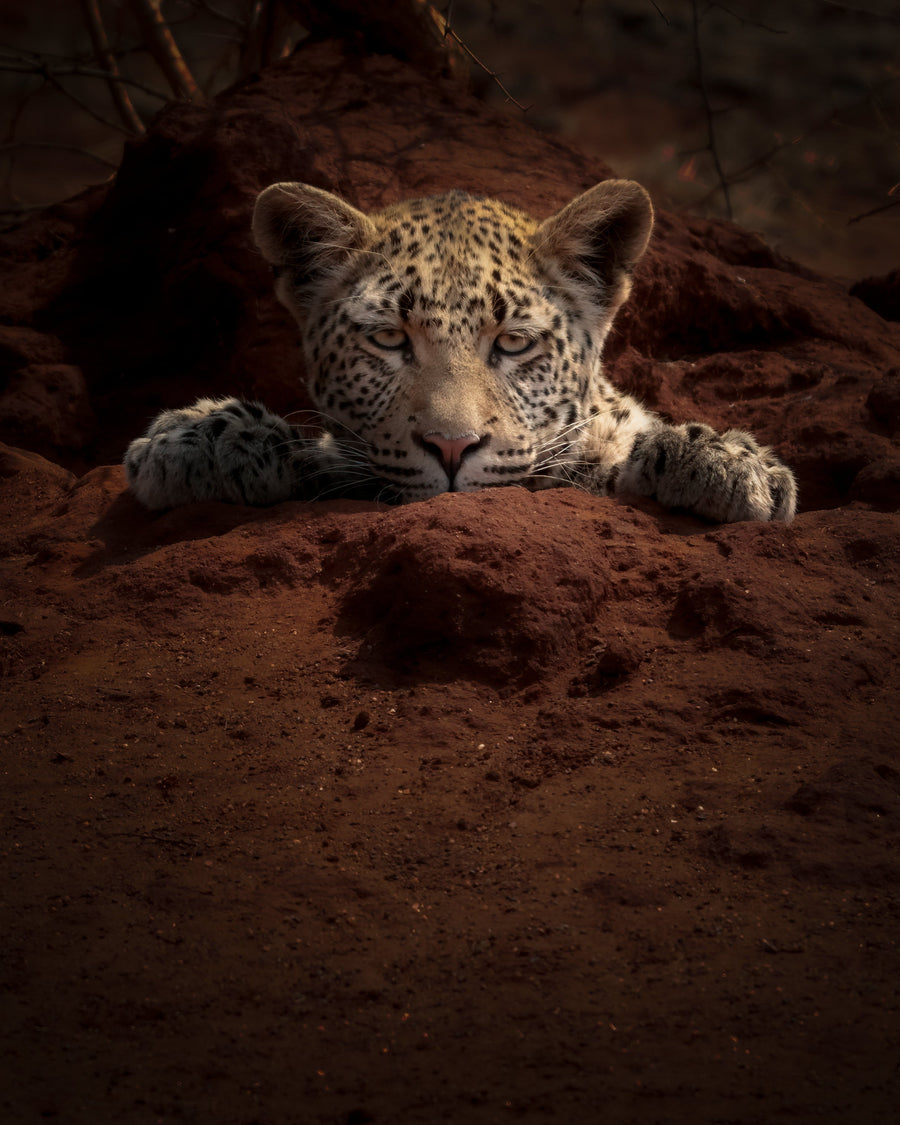 Whispers of the Wild
