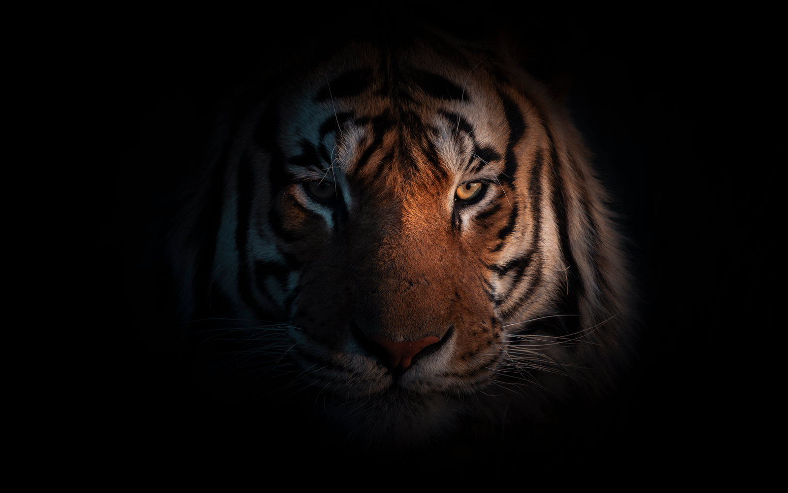 Through the Shadows