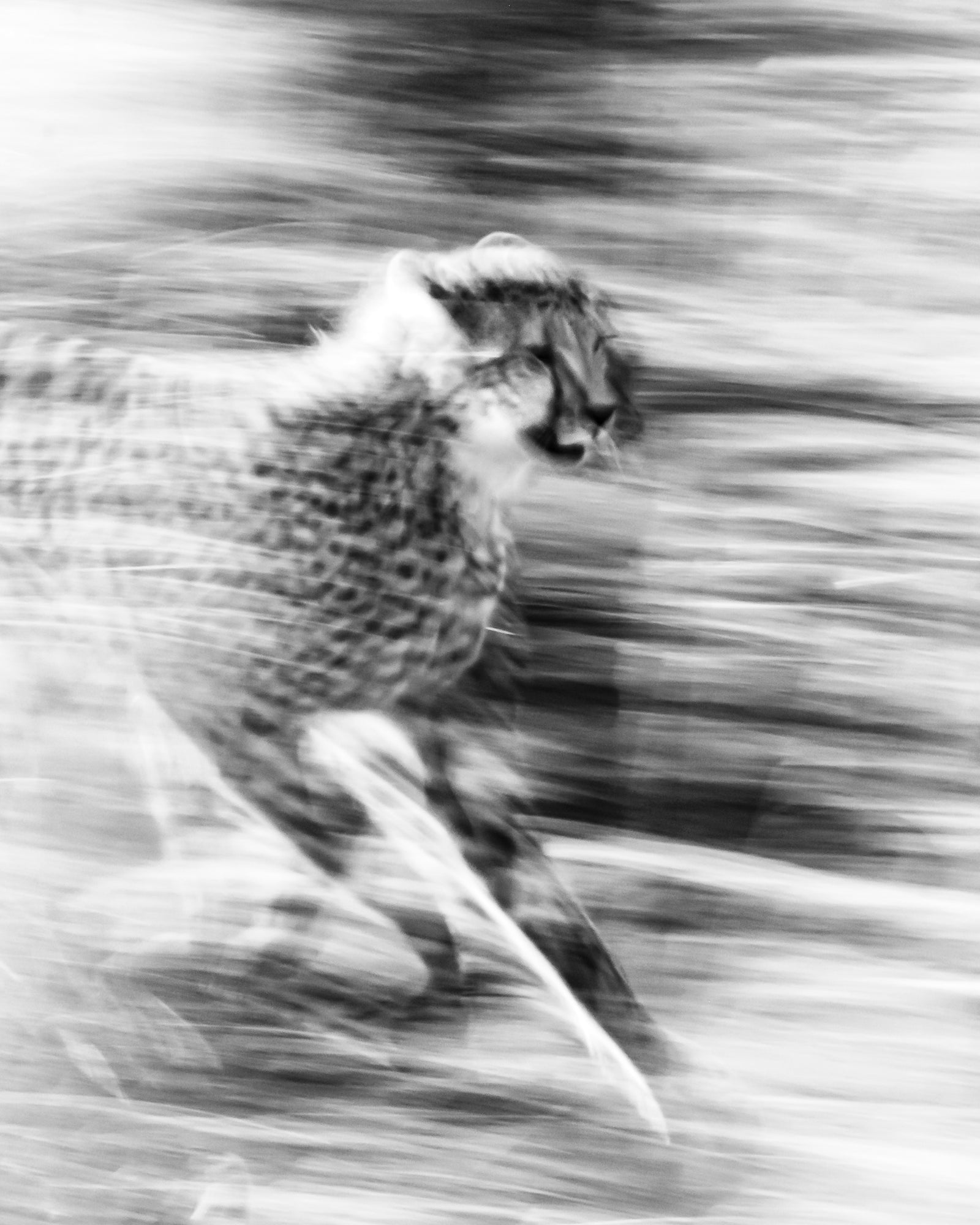 Velocity