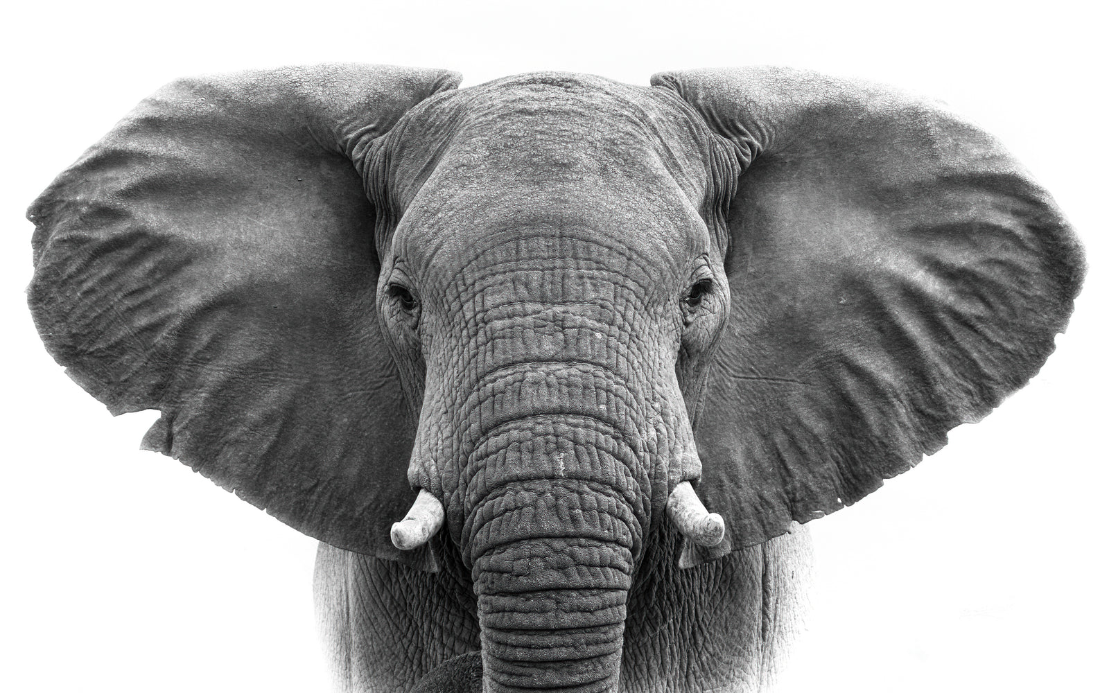 Matriarch