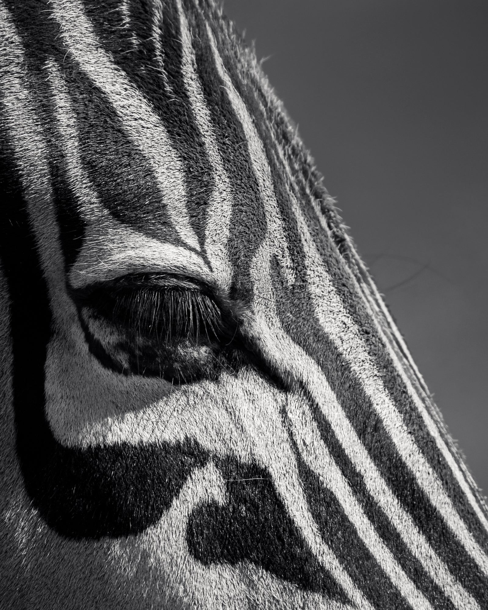 Tribal