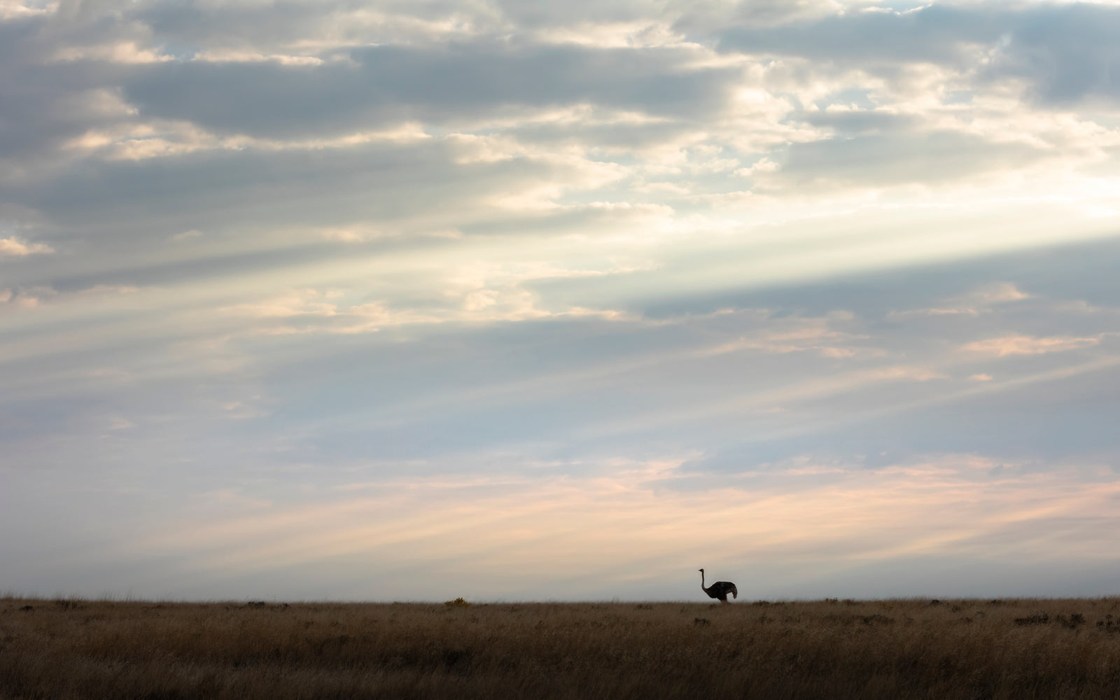Open Plains