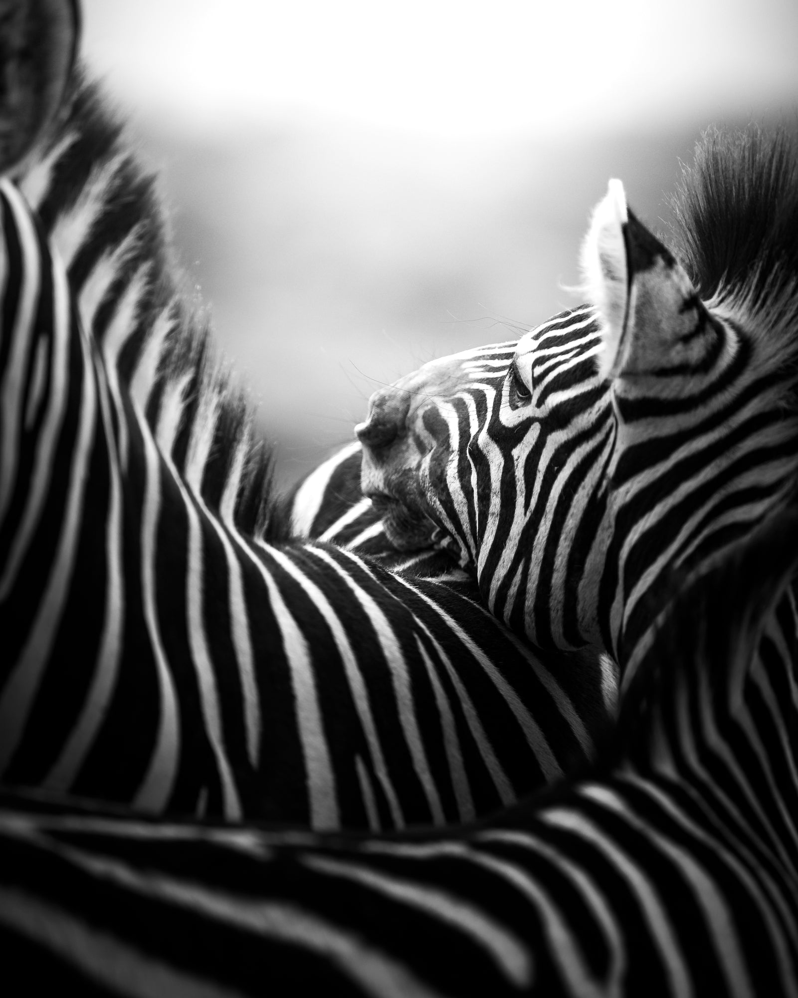 Got Your Back