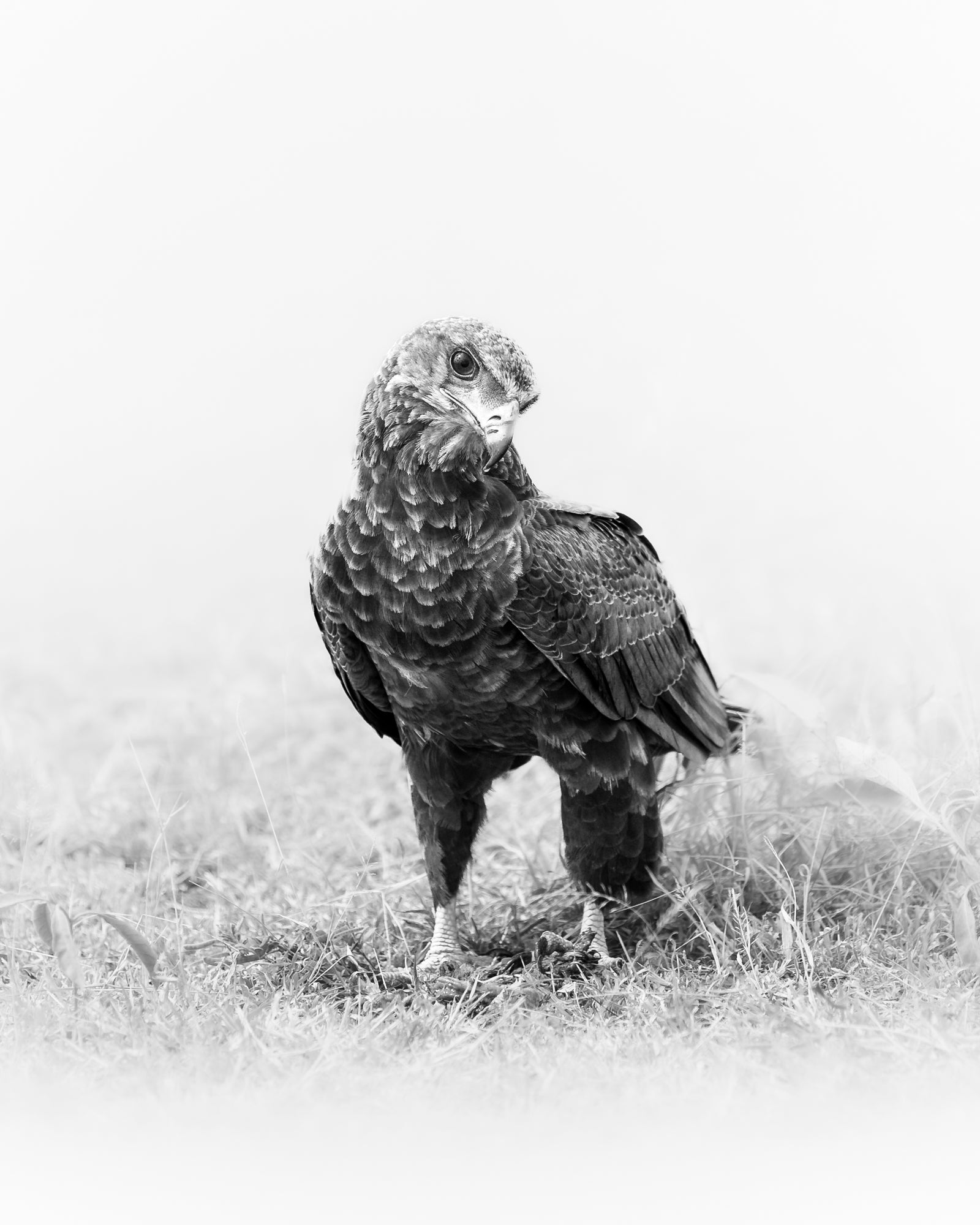 Grounded II