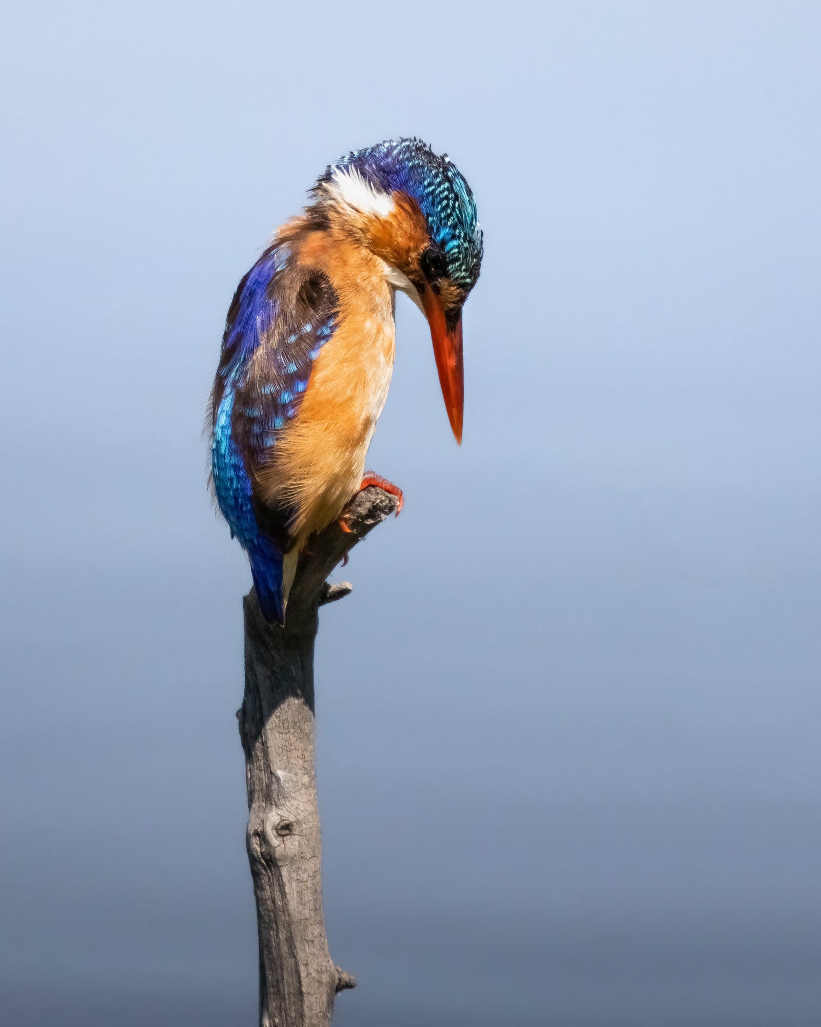 Quiet Perch