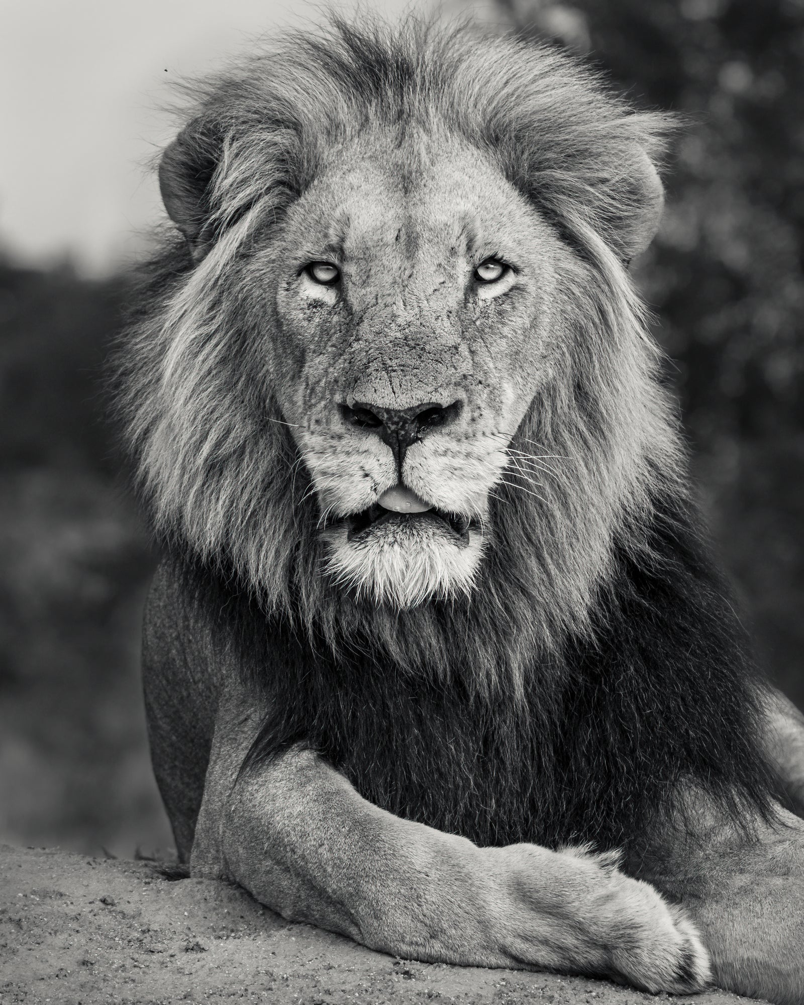 A Fallen King