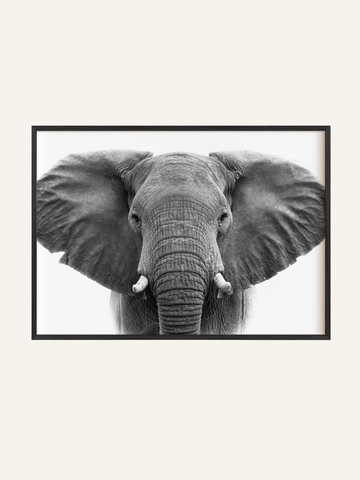 Matriarch