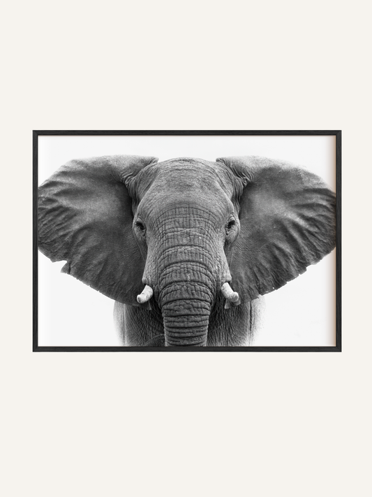Matriarch