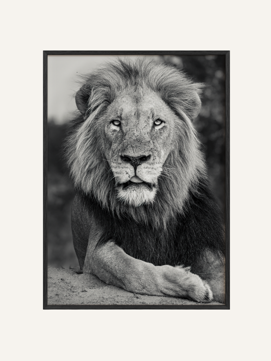 A Fallen King
