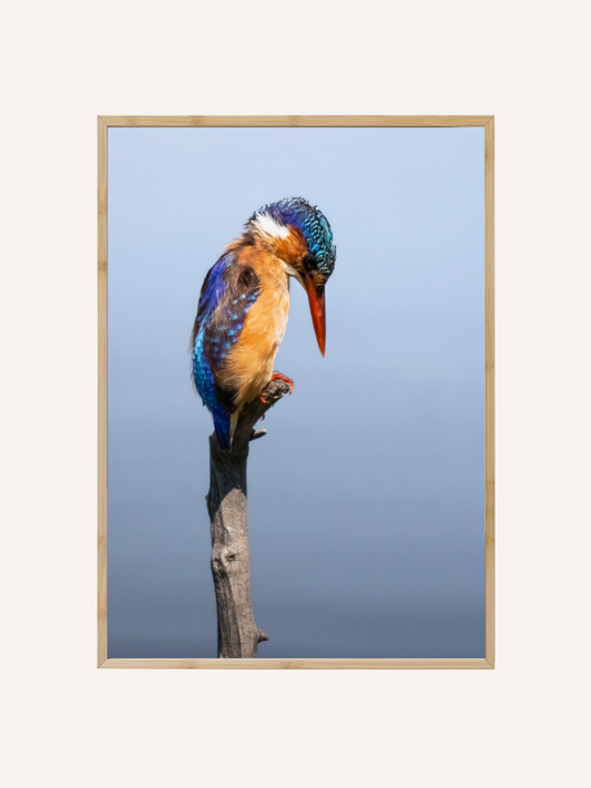 Quiet Perch