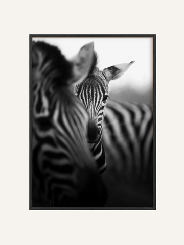 Foal