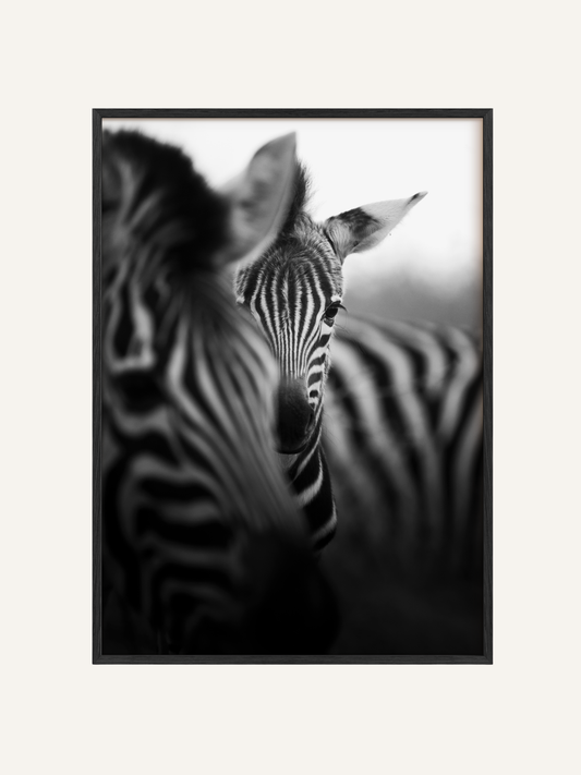 Foal