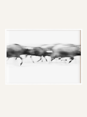 Stampede