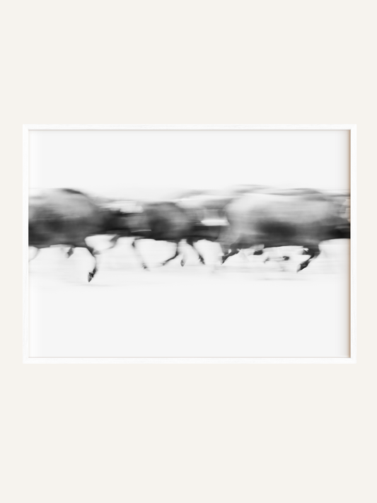 Stampede